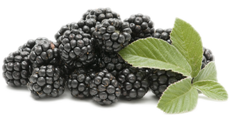 blackberry-image.png