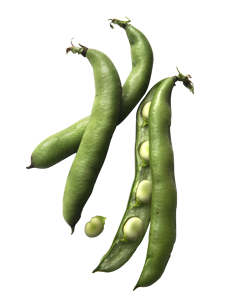 broad-beans.png