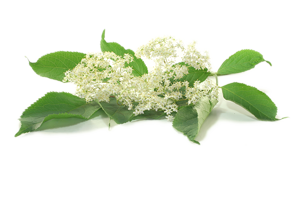 elderflower.png